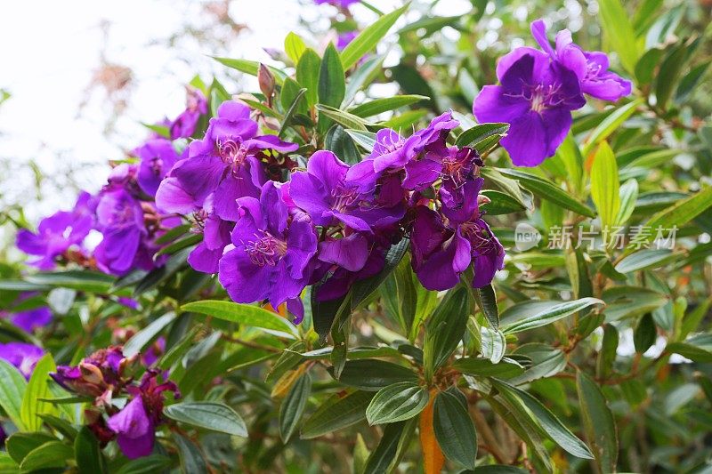 Tibouchina urvilleana